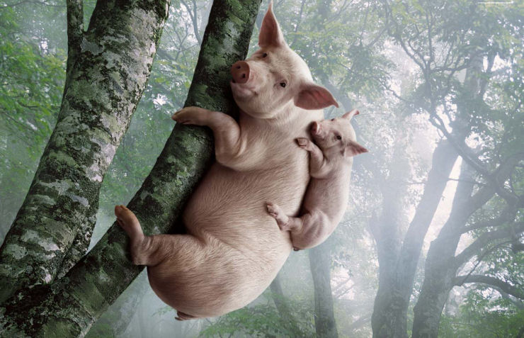Singularidades extraordinrias de animais ordinrios: o porco