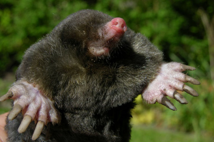 Singularidades extraordinrias de animais ordinrios: a toupeira