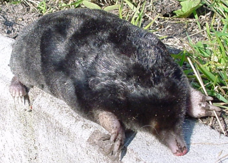Singularidades extraordinrias de animais ordinrios: a toupeira