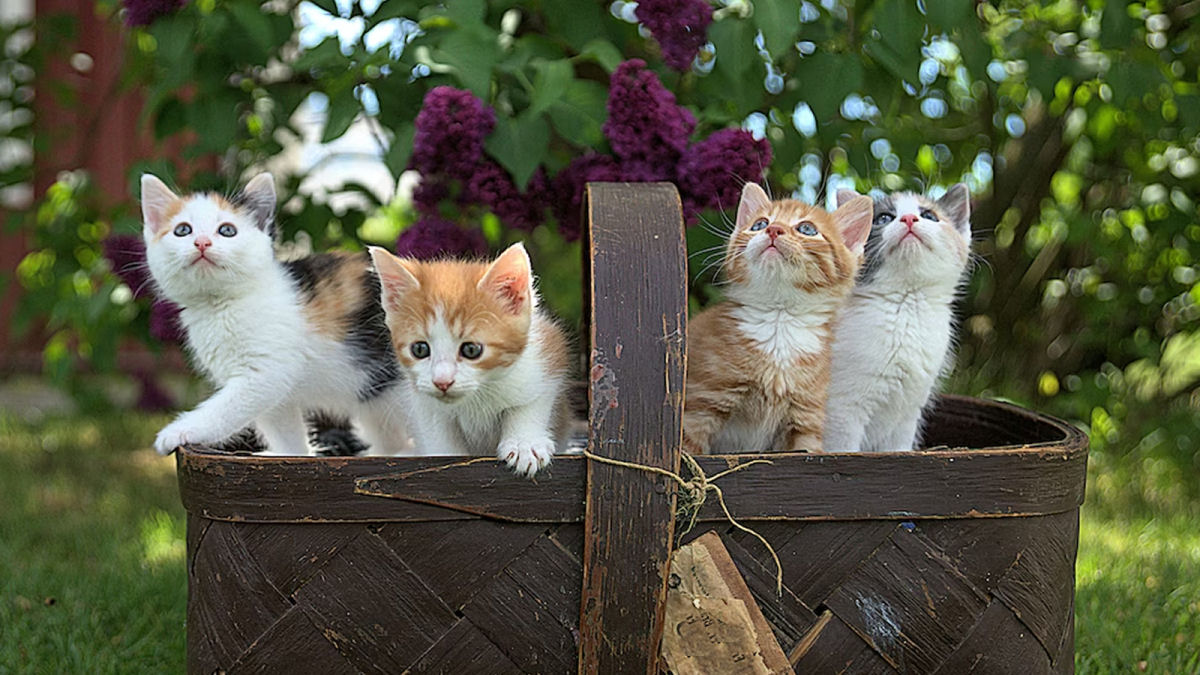 Um gato entrou na sua vida de repente? Poderia ser o sistema de distribuio de gatos