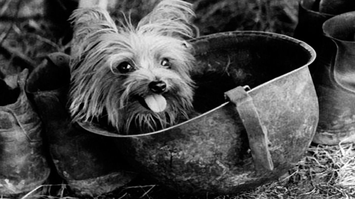 Ces de guerra - Smoky uma pequena Yorkshire Terrier que salvou 250 soldados na Segunda Guerra Mundial