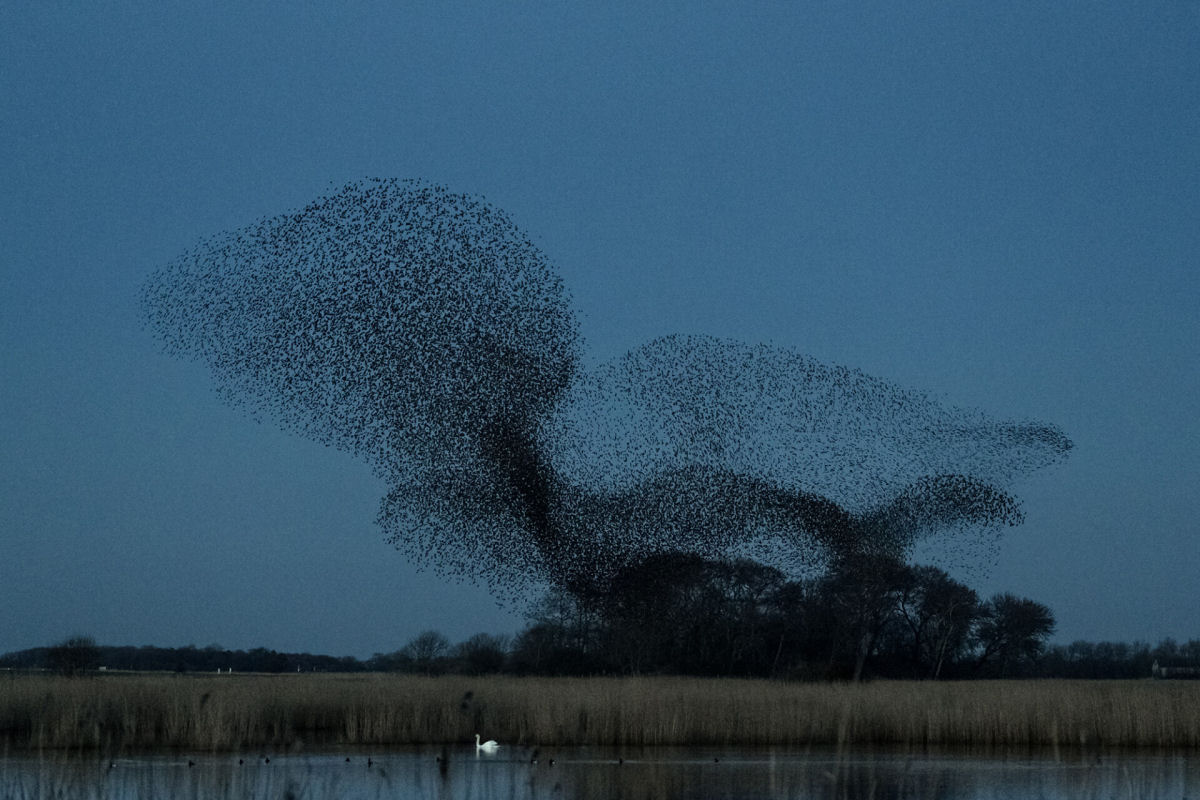 Fotógrafo registra o espetacular fenômeno do voo coordenado de milhares de estorninhos sobre os pântanos dinamarqueses 02