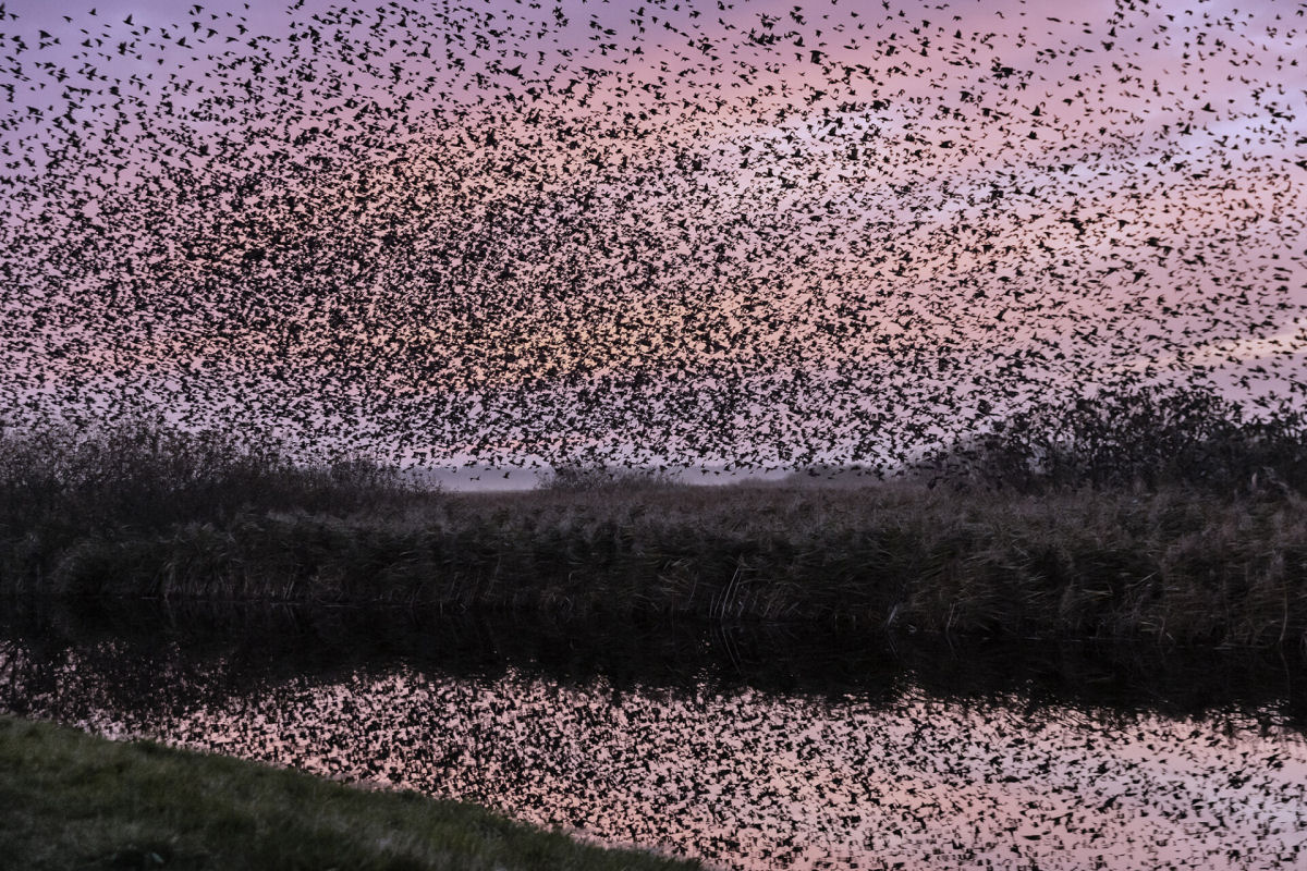 Fotógrafo registra o espetacular fenômeno do voo coordenado de milhares de estorninhos sobre os pântanos dinamarqueses 05