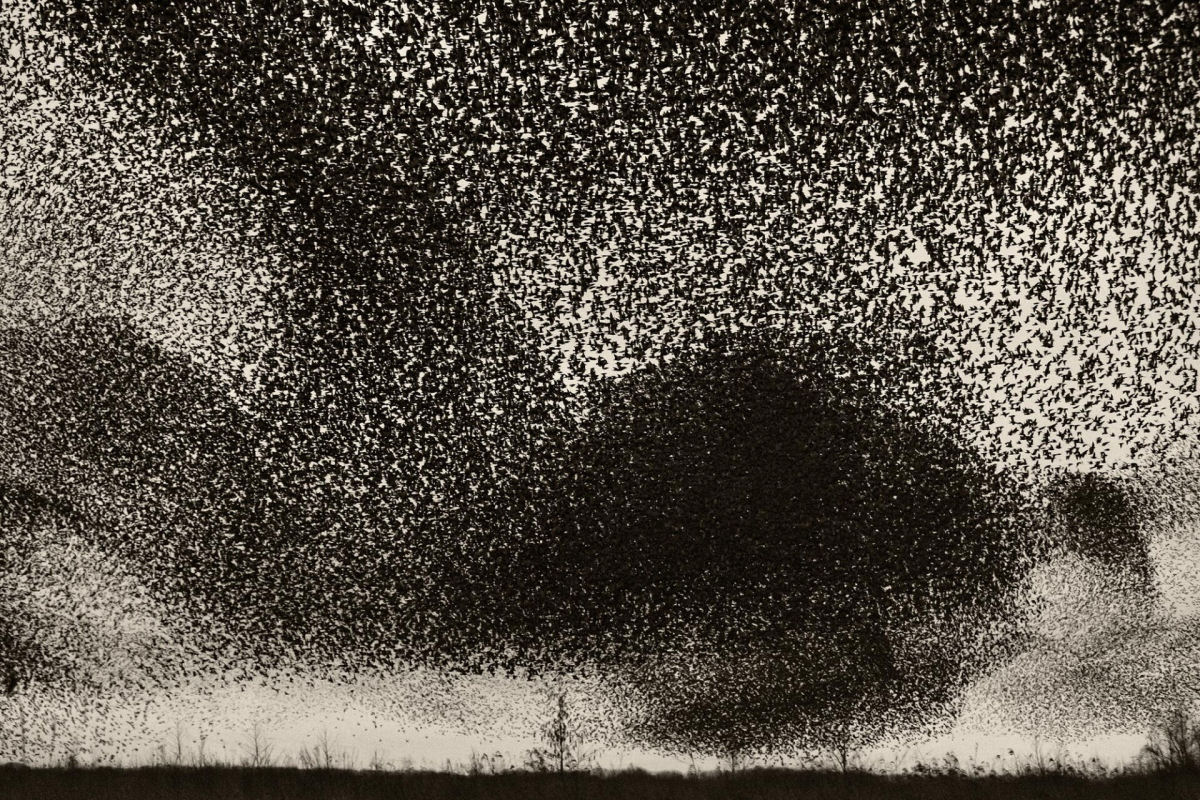 Fotógrafo registra o espetacular fenômeno do voo coordenado de milhares de estorninhos sobre os pântanos dinamarqueses 07