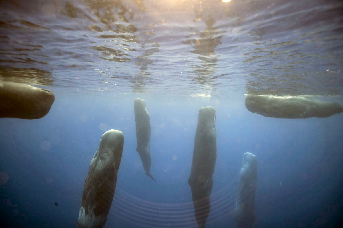 Como os animais marinhos dormem em seguran�a debaixo d'�gua?