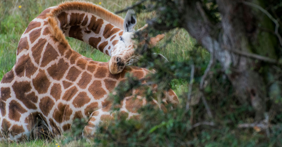 O singular e milenar mistério científico sobre o sono das girafas
