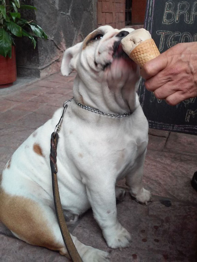 Sorveteria canina no Mxico faz a alegria das bolas de pelo