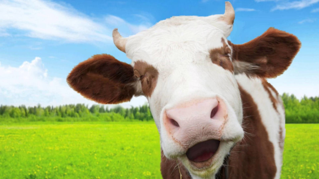 Vacas tm sotaques diferentes relacionados ao lugar onde vivem, confirmam especialistas