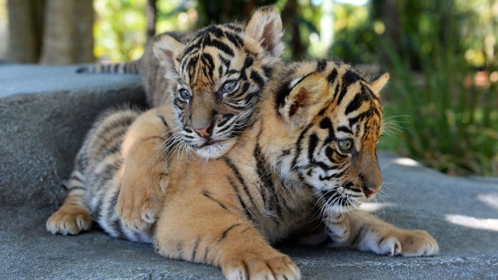 O nascimento de dois filhotes de tigre-de-Sumatra em zoo australiano