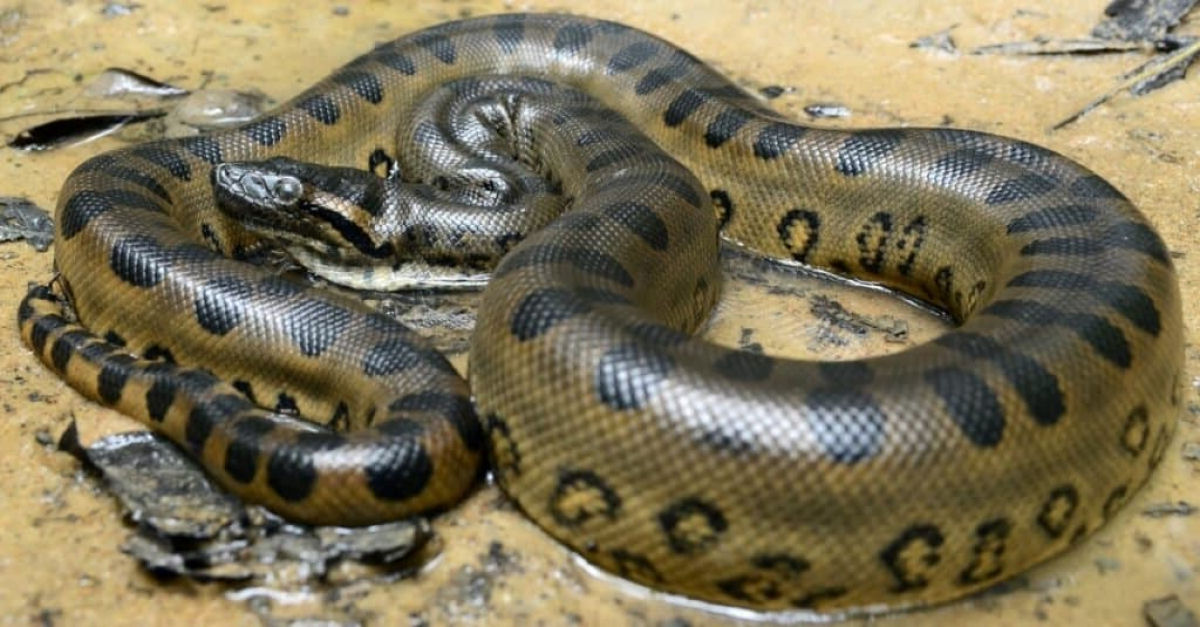 Anaconda de 8 metros de comprimento descoberta na floresta amaznica  a maior cobra do mundo