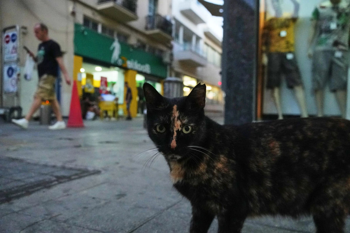 População de gatos do Chipre ameaça superar pessoas em número