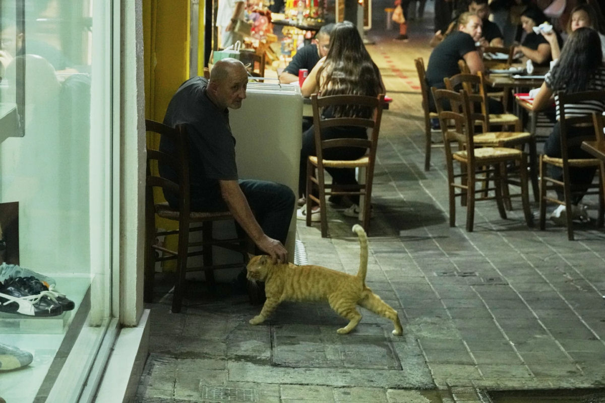 População de gatos do Chipre ameaça superar pessoas em número