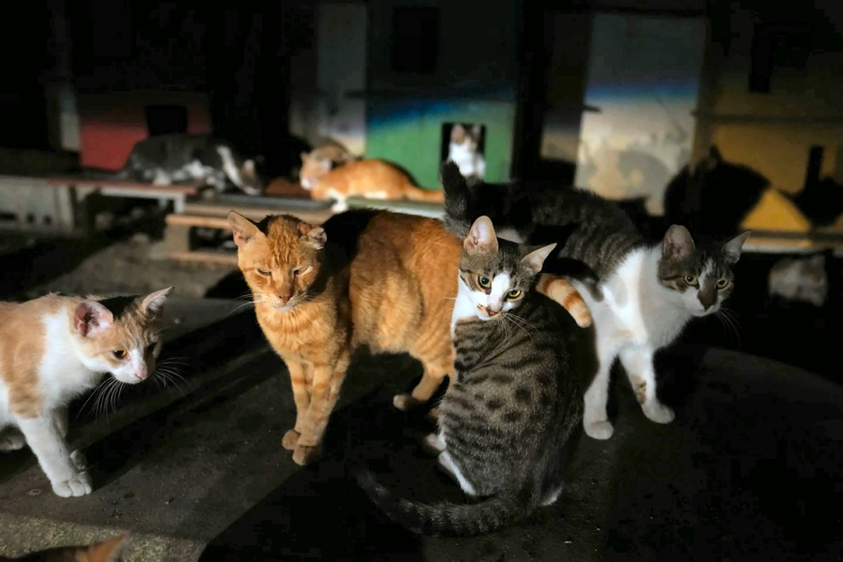População de gatos do Chipre ameaça superar pessoas em número