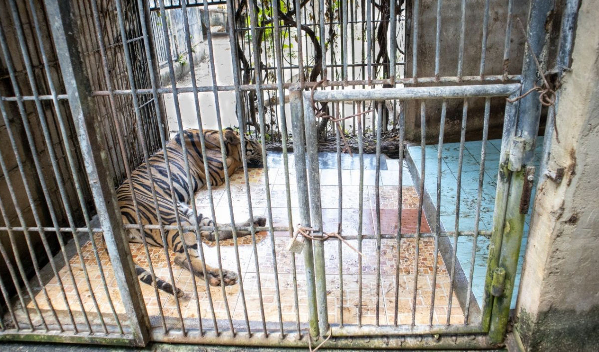 Susu, a tigresa, se conecta com a natureza pela primeira vez em 15 anos