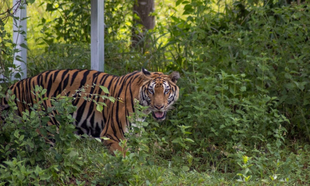 Susu, a tigresa, se conecta com a natureza pela primeira vez em 15 anos