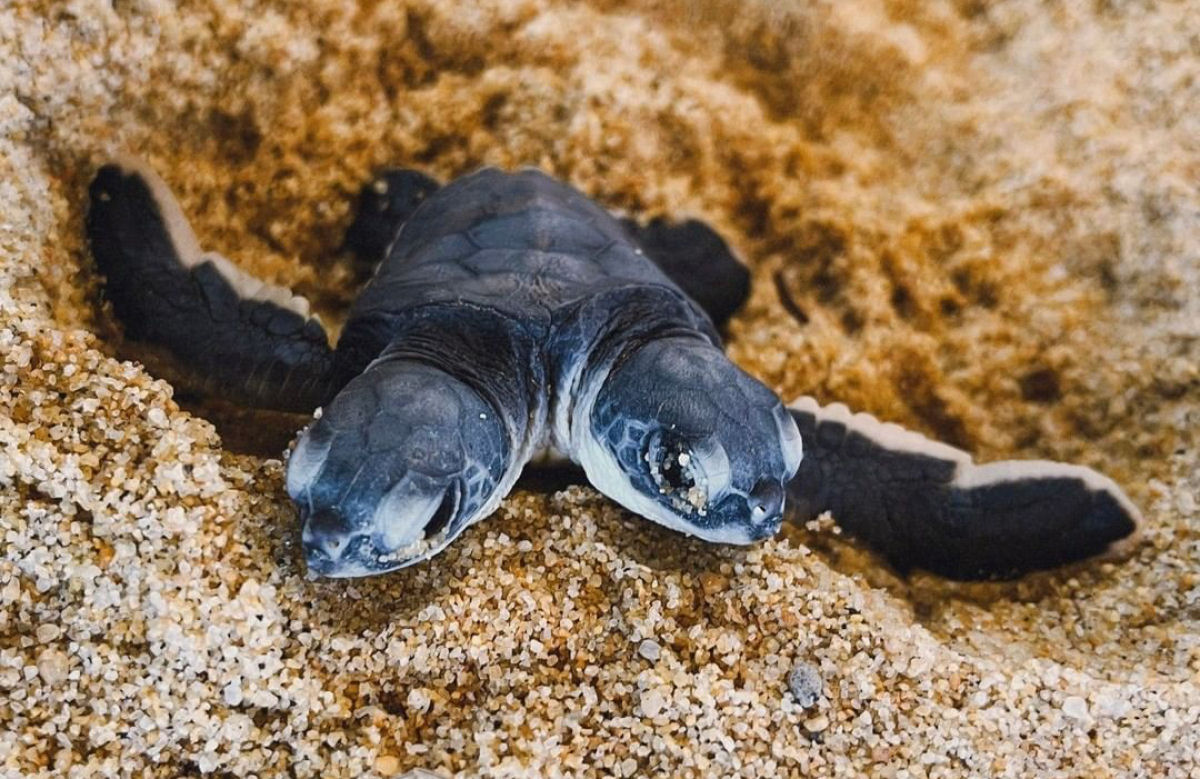 Confira esta rara tartaruga de duas cabeas encontrada viva na Tailndia