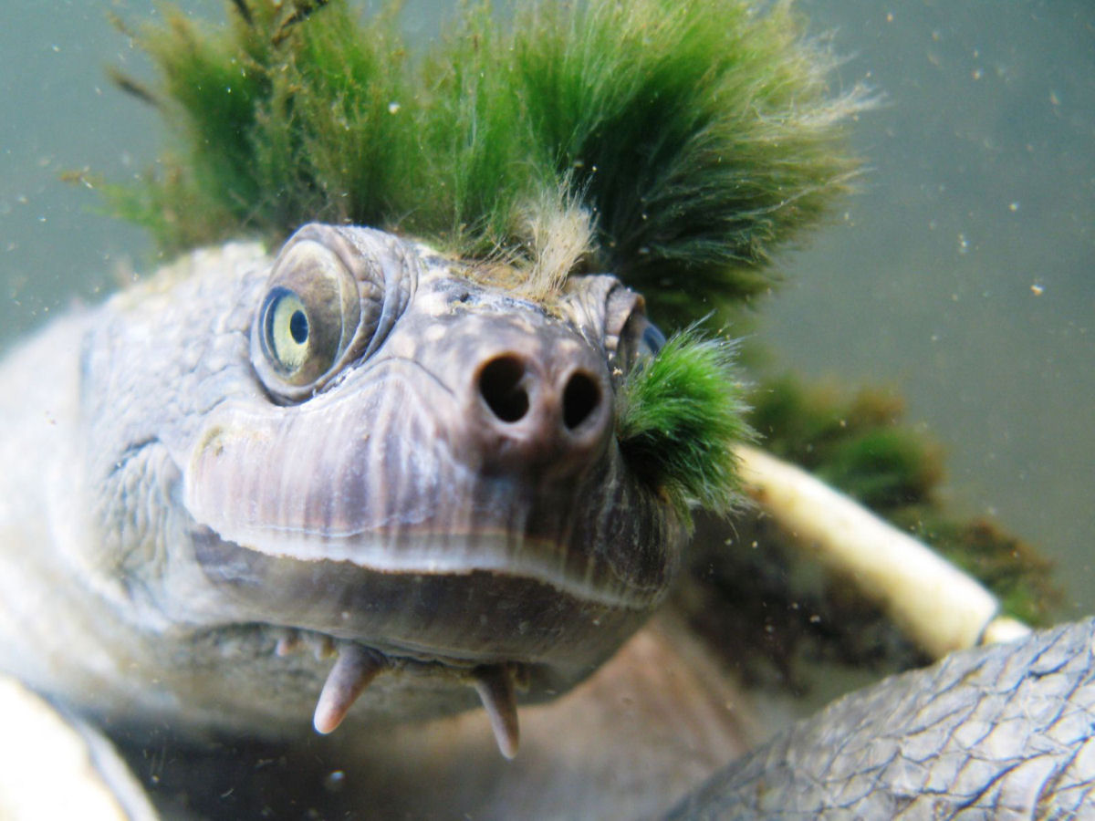 Esta rara tartaruga punk, que respira pelo traseiro, est em perigo de extino