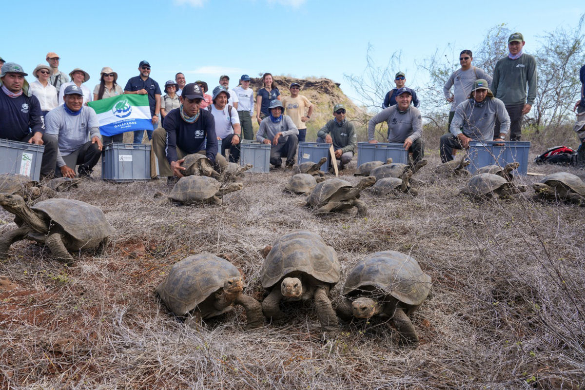 158 tartarugas-gigantes são reintroduzidas em sua ilha natal, Galápagos, após 180 anos