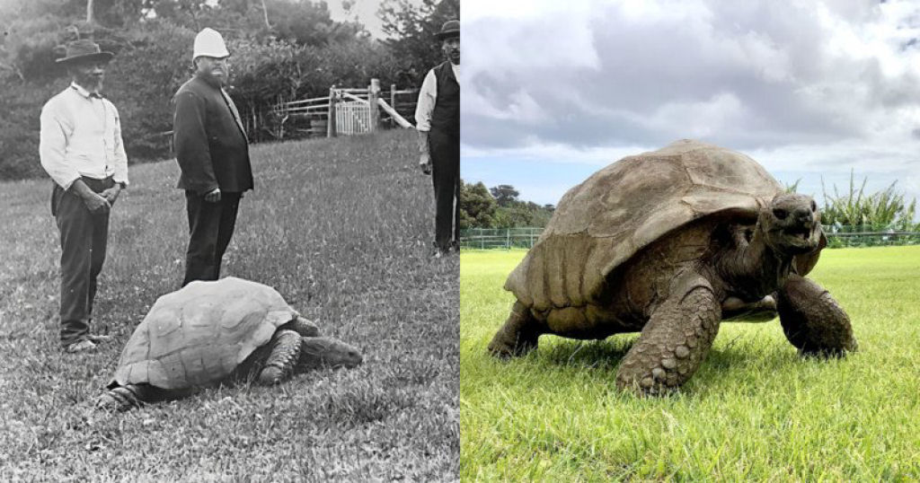 Jonathan, a tartaruga de 190 anos, foi fotografada em 1886