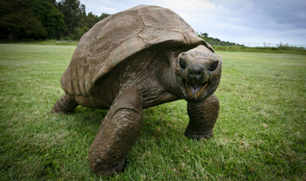 Tartaruga gigante da Seicheles, chamada Jonathan, é o animal mais longevo com vida no mundo
