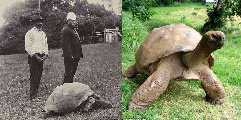 Jonathan, a tartaruga fotografada em 1902 e hoje 01
