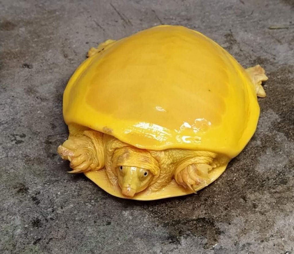 Encontram outra tartaruga amarela na Índia este ano