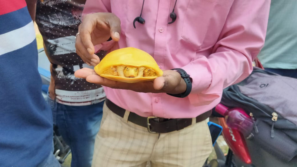 Encontram outra tartaruga amarela na Índia este ano