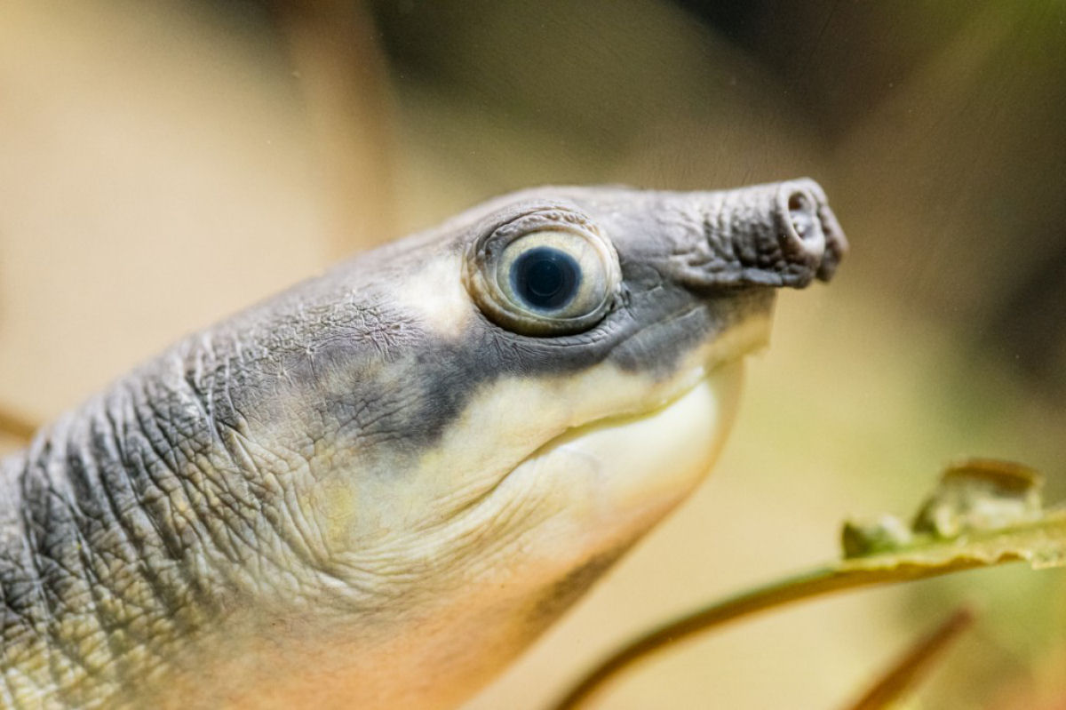 As tartarugas-de-casco-mole so to rpidas na gua quanto na terra