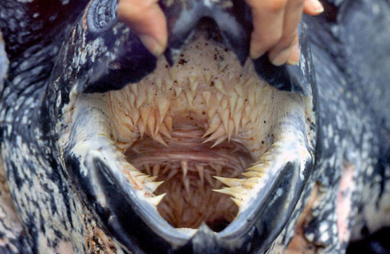 Singularidades extraordinárias de animais extraordinários: a tartaruga-de-couro 