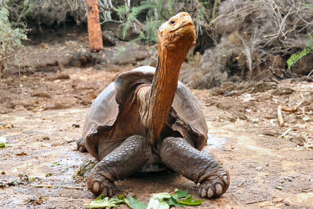 A extrema atividade sexual desta tartaruga evitou a extino de sua espcie