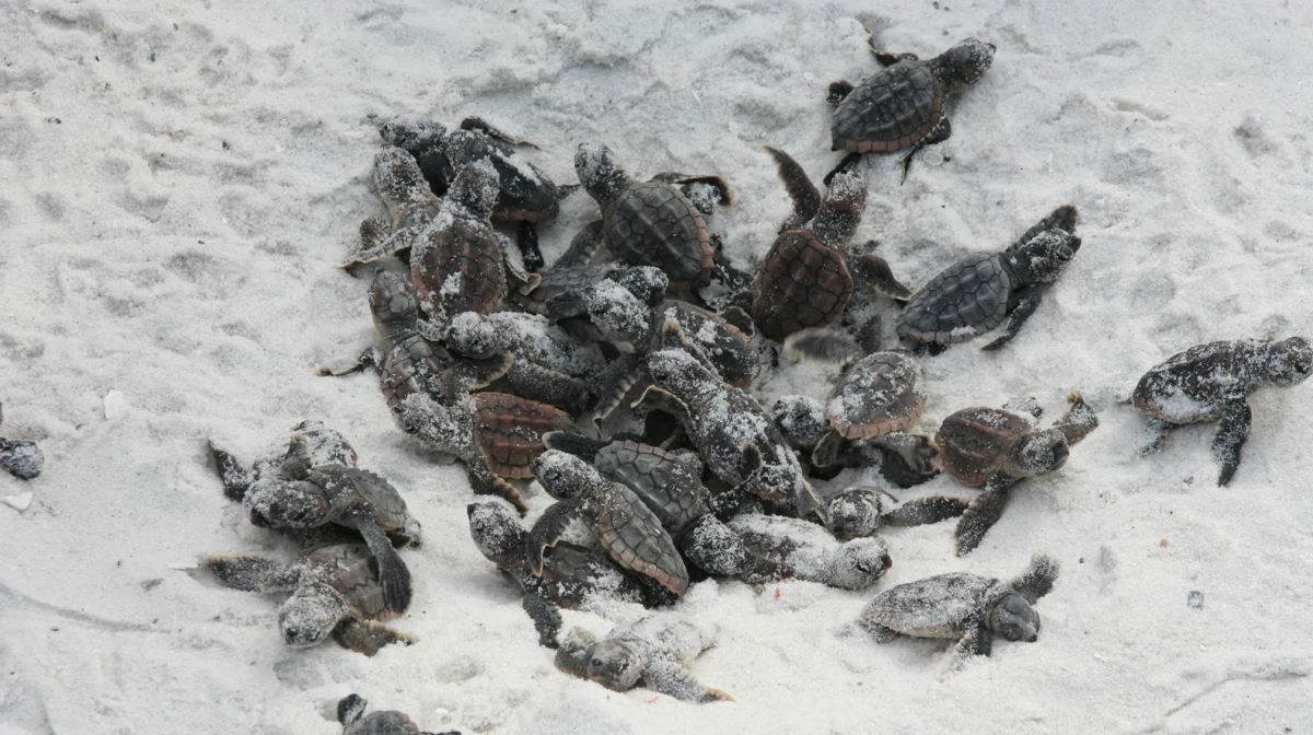 Como as tartarugas marinhas lembram em que praia nasceram?