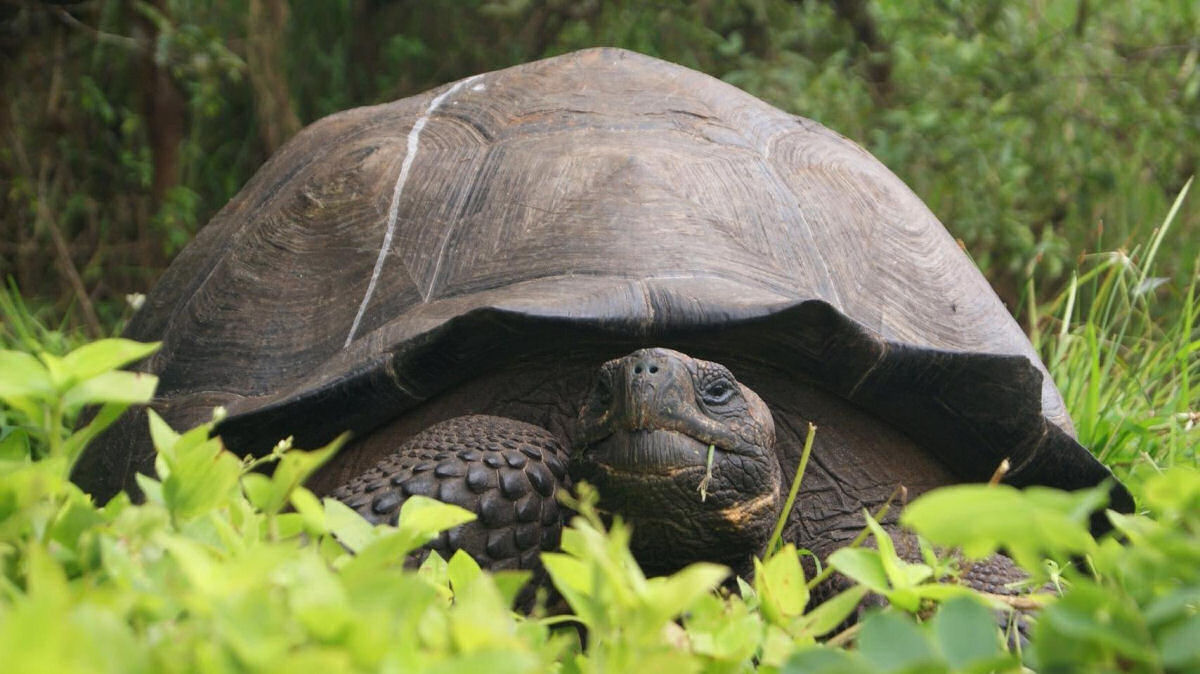 Encontram uma tartaruga gigante que se cria extinta, e agora estão procurando um parceiro para ela