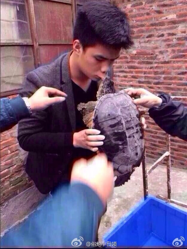 Porque voc nunca, jamais, deve tentar beijar uma tartaruga