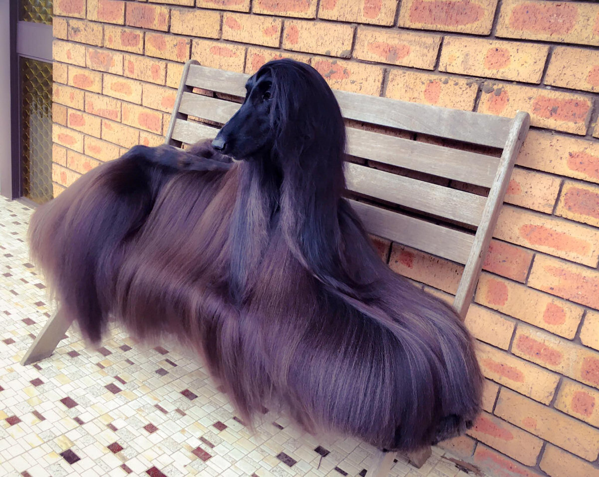 Esta espetacular cadela galgo afego definitivamente frequenta melhor cabeleireira do que eu