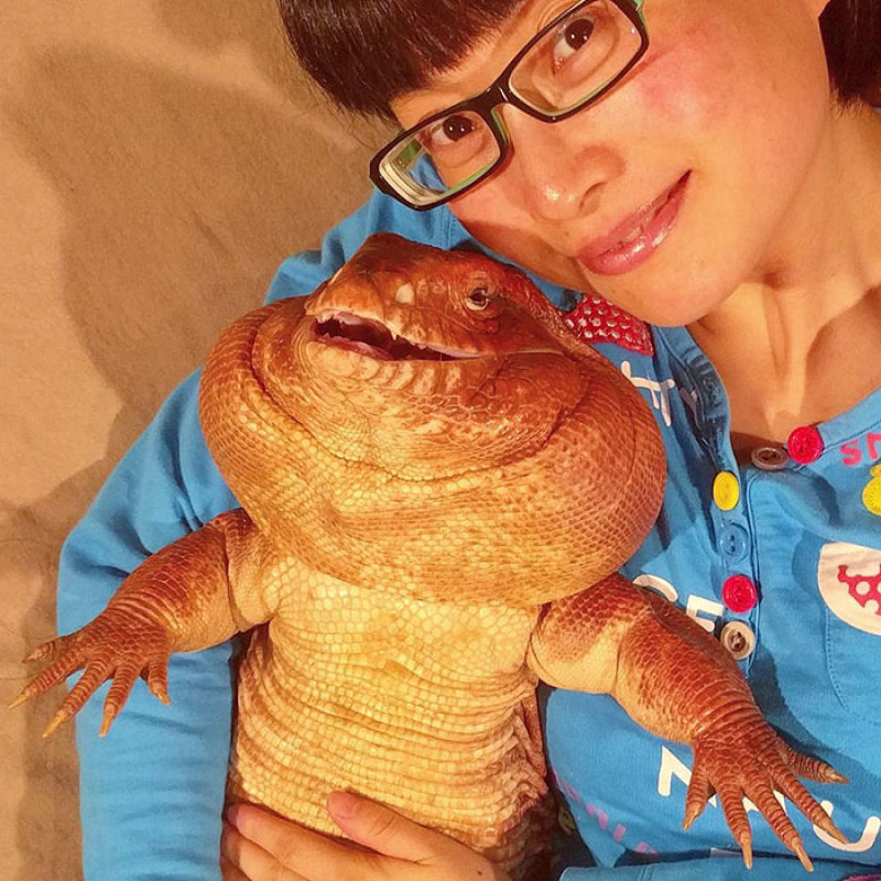 Este lagarto do tamanho de um cão é a última sensação entre as mascotes de Instagram 08