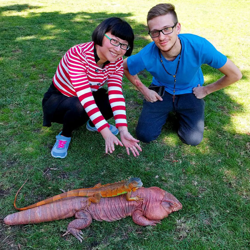 Este lagarto do tamanho de um cão é a última sensação entre as mascotes de Instagram 12