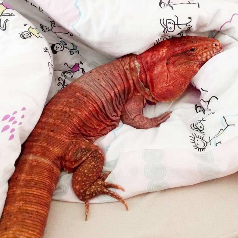 Este lagarto do tamanho de um cão é a última sensação entre as mascotes de Instagram 13