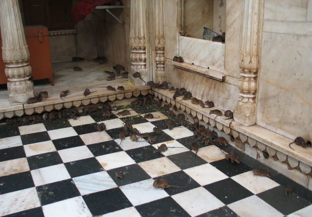 Bem-vindo ao templo Karni Mata, onde as pessoas vão adorar 20.000 ratos 01