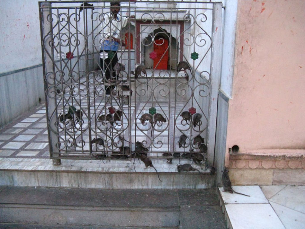 Bem-vindo ao templo Karni Mata, onde as pessoas vão adorar 20.000 ratos 04