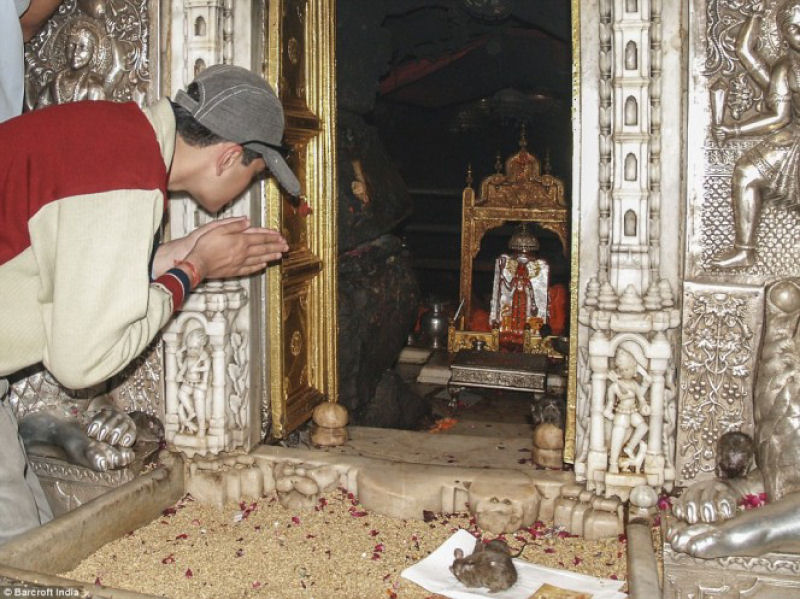 Bem-vindo ao templo Karni Mata, onde as pessoas vão adorar 20.000 ratos 12