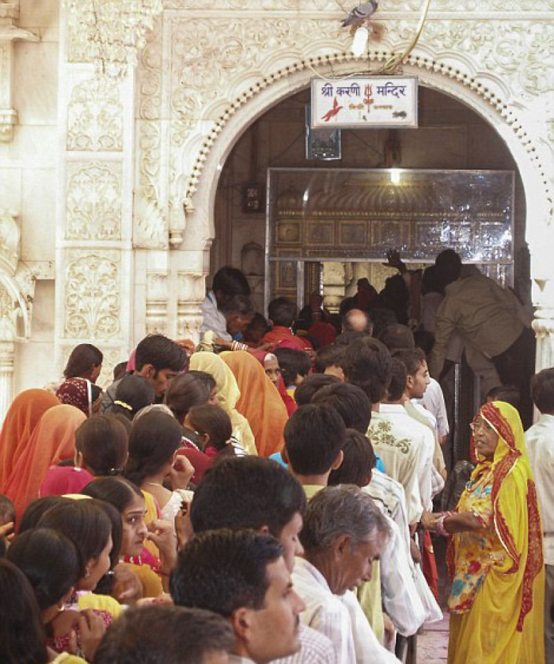 Bem-vindo ao templo Karni Mata, onde as pessoas vão adorar 20.000 ratos 13