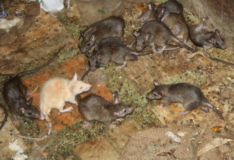 Bem-vindo ao templo Karni Mata, onde as pessoas vão adorar 20.000 ratos 18