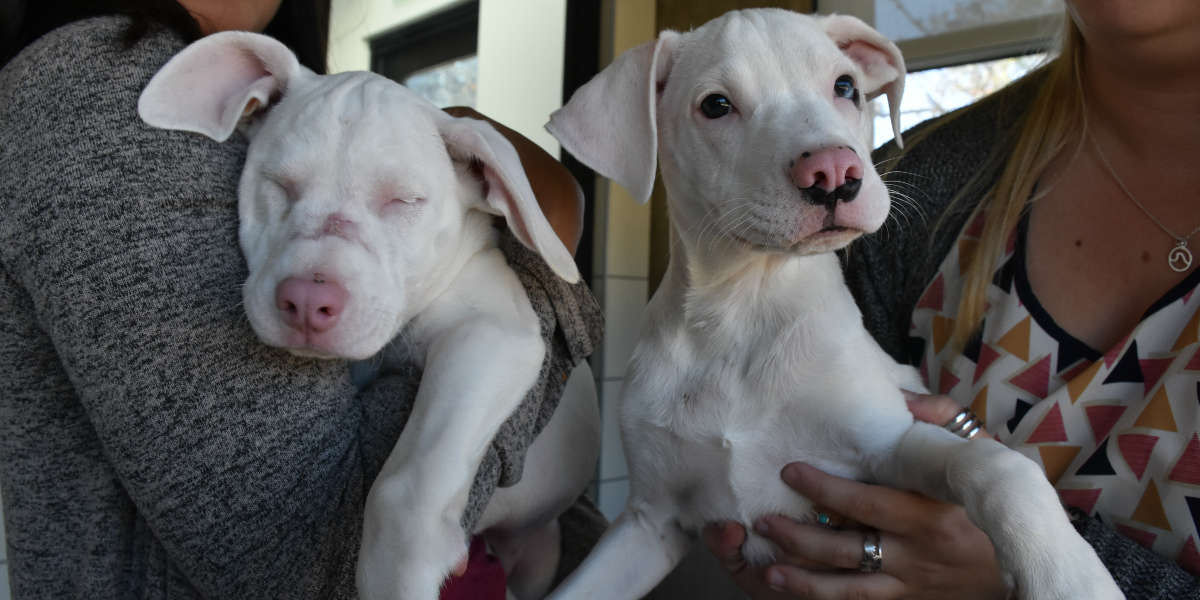 Cachorrinha cega e surda encontra um lar para sempre com seu irmo co-guia