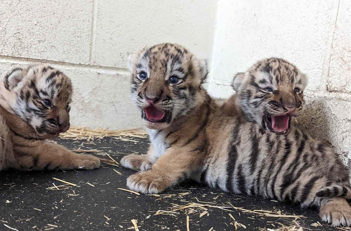 Trs filhotes de tigre-de-Amur nascem no zoolgico de Saint Louis, nos EUA