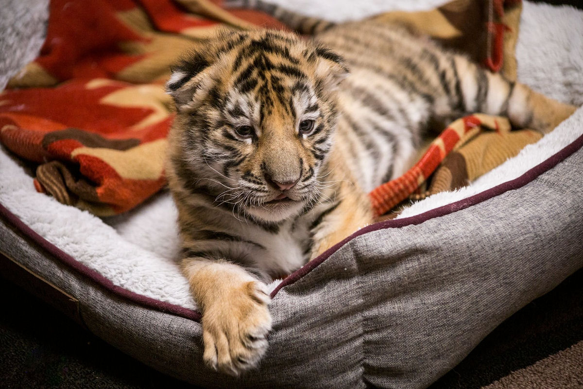 Filhote de tigre rec�m-nascido foi criado inteiramente � m�o humana