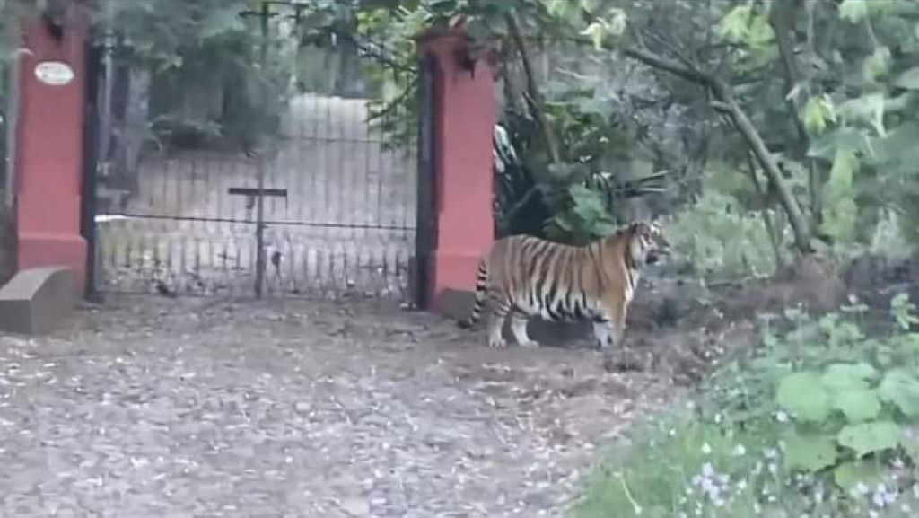Enorme tigre-de-bengala foge e perambula por uma estrada no México