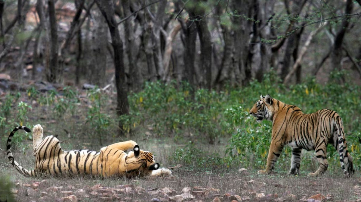 A populao de tigres indianos dobrou graas  conservao ativa da vida selvagem