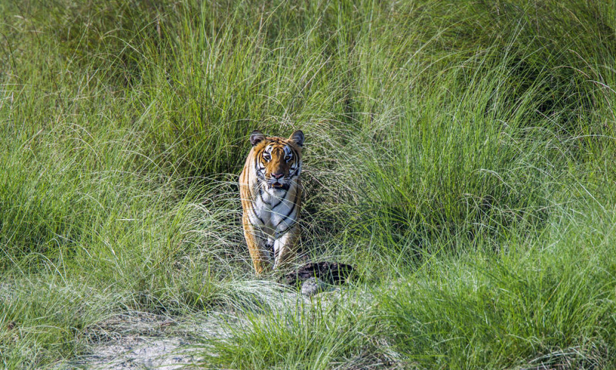 Nepal quase triplicou sua população de tigres selvagens em pouco mais de uma década
