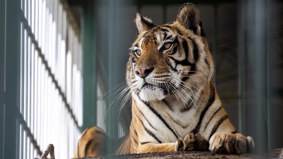 O resgate dos 'tigres do trem', o final feliz de quatro felinos confinados por 15 anos