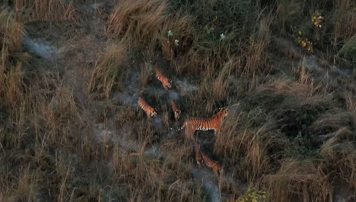 Tigresas demonstram comportamento nunca visto antes na natureza